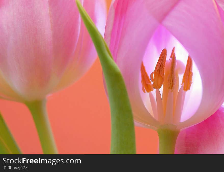 Flower, Pink, Tulip, Flowering Plant