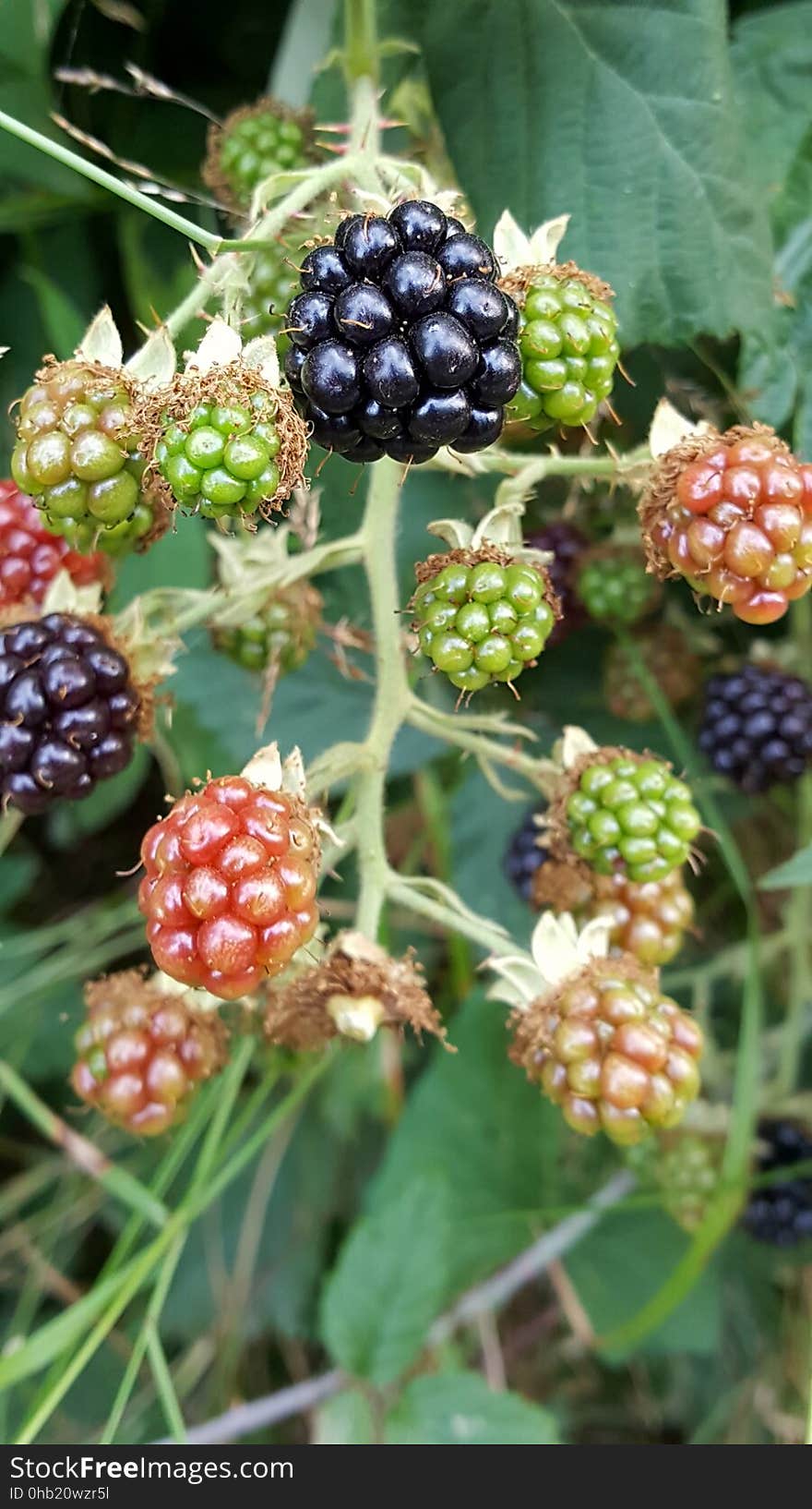 Day 218. Stages of blackberries