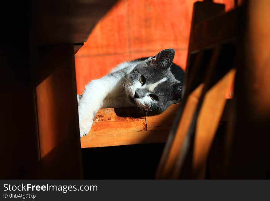 Cat, Small To Medium Sized Cats, Cat Like Mammal, Whiskers