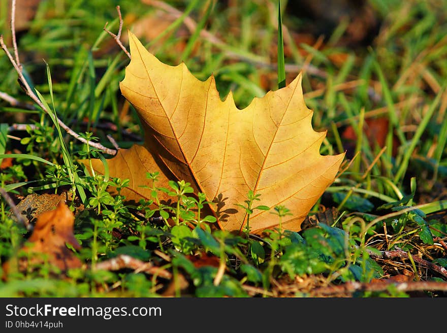 Leaf, Autumn, Deciduous, Plant