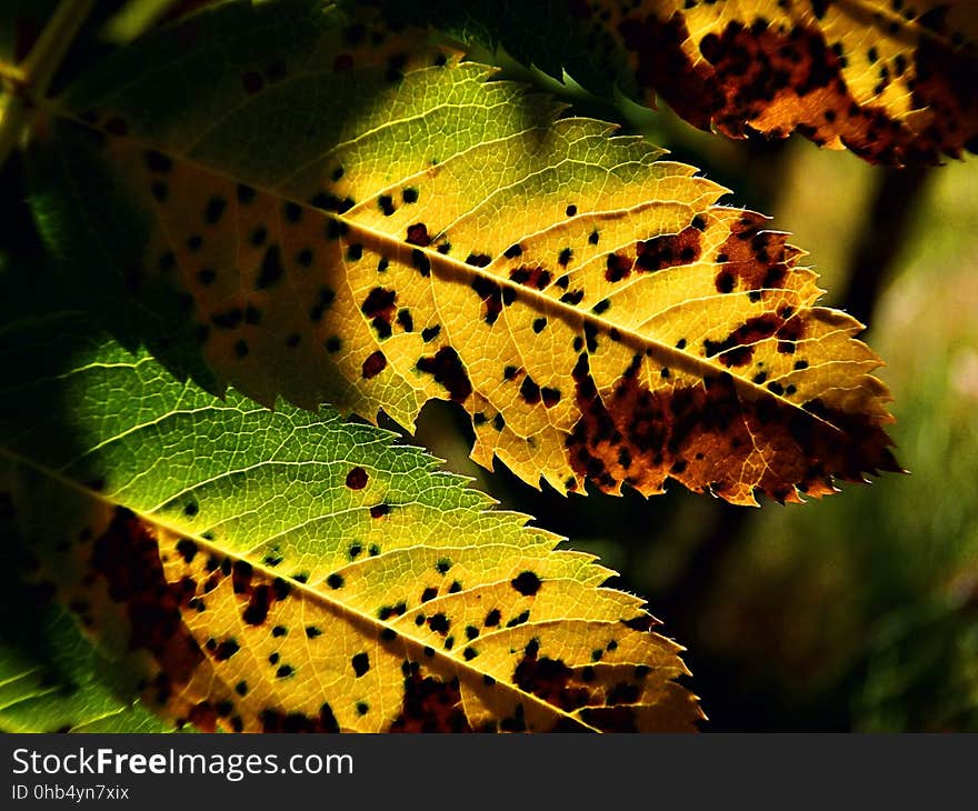 Leaf, Vegetation, Deciduous, Autumn