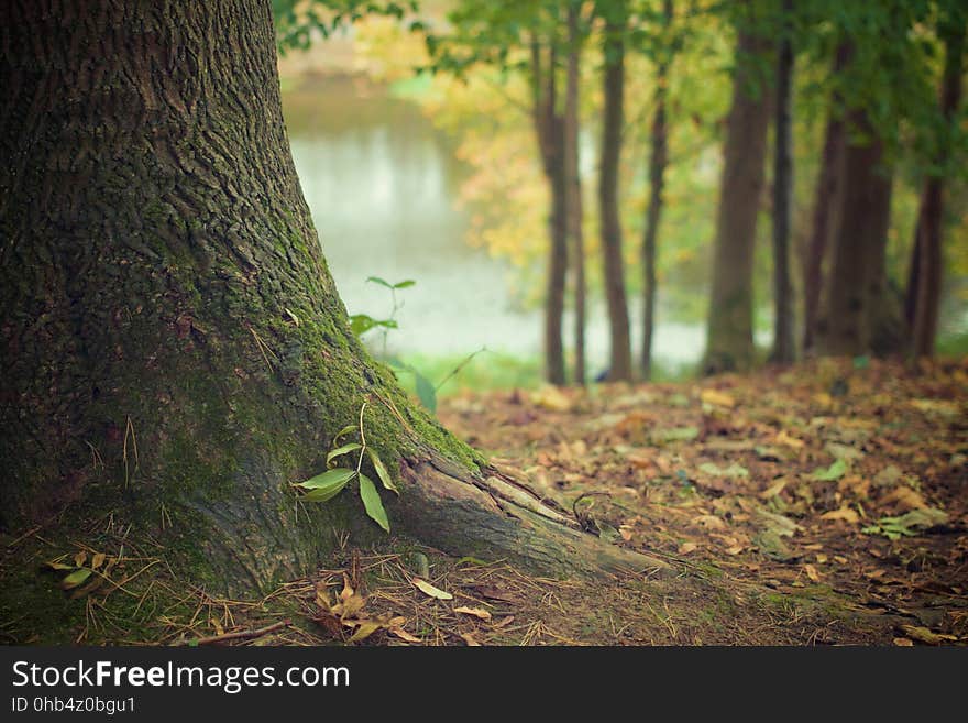 Woodland, Nature, Tree, Ecosystem