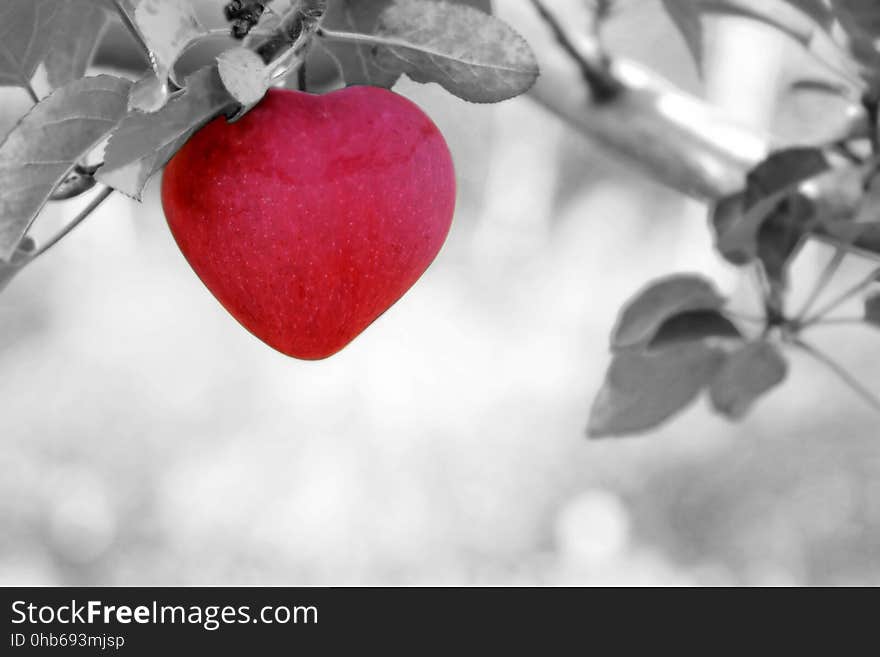 Red, Black And White, Branch, Love