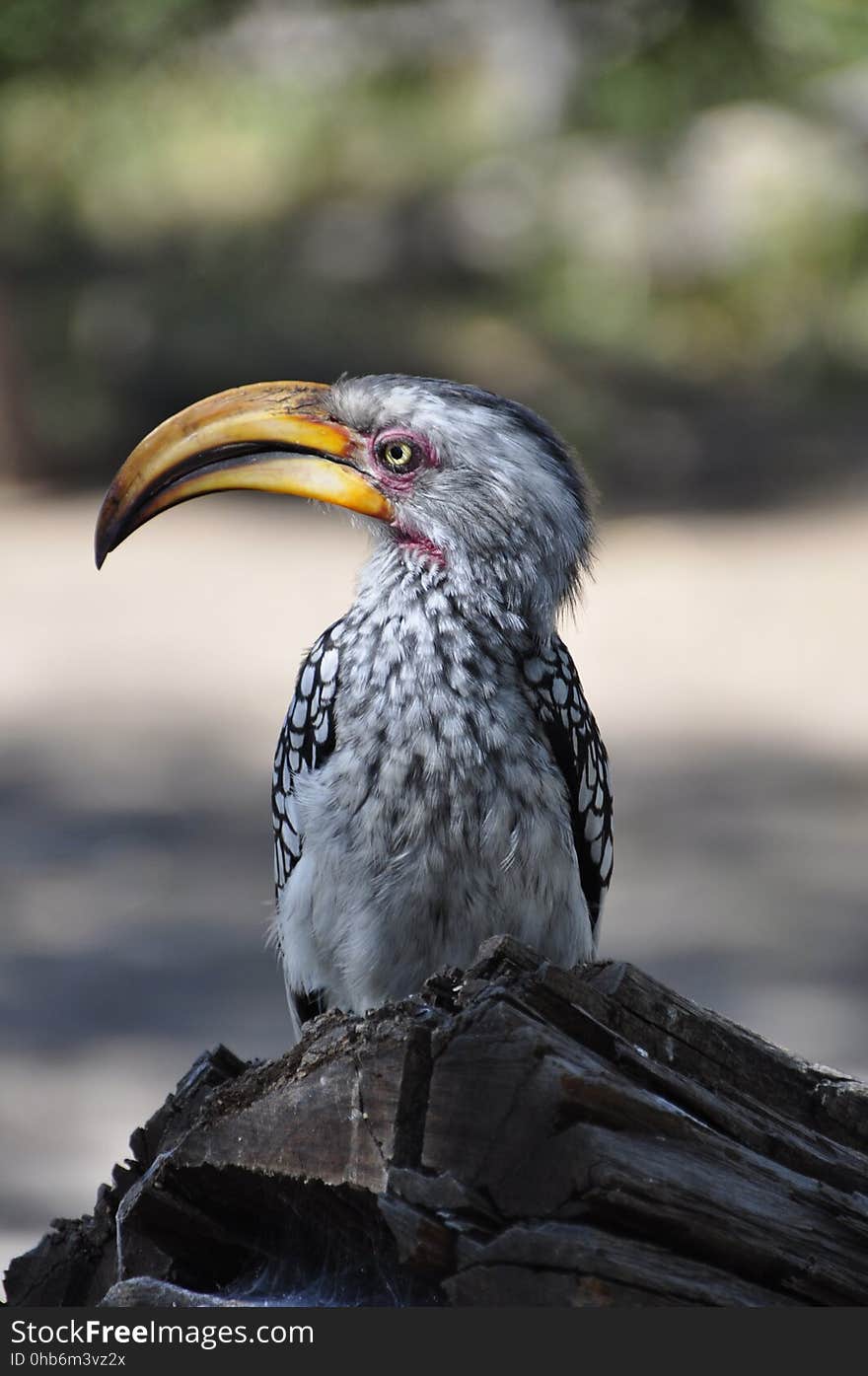 Beak, Bird, Fauna, Hornbill