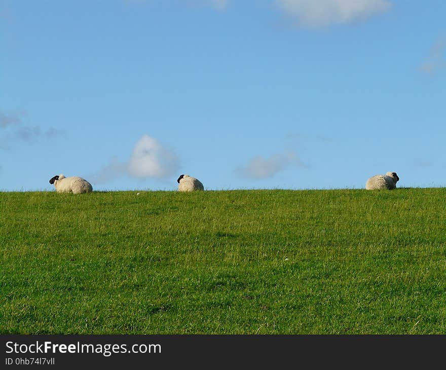 Grassland, Pasture, Field, Ecosystem