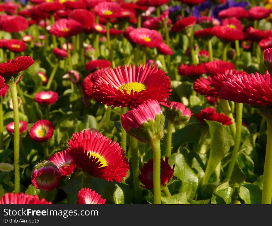 Flower, Plant, Daisy, Flowering Plant