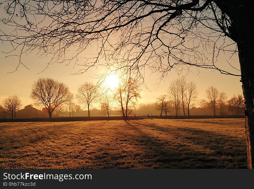 Nature, Sky, Tree, Branch