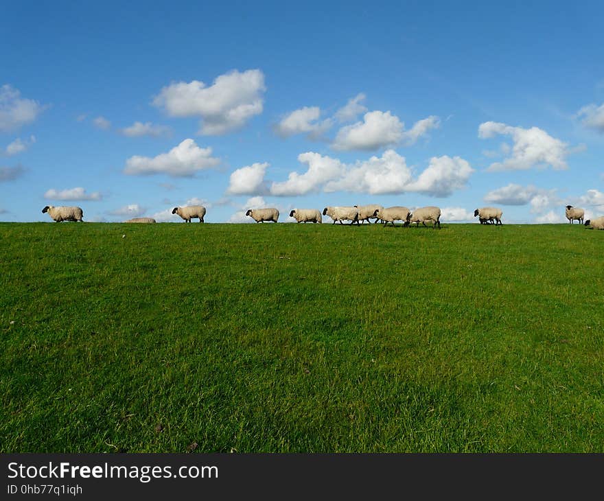 Grassland, Pasture, Sky, Prairie