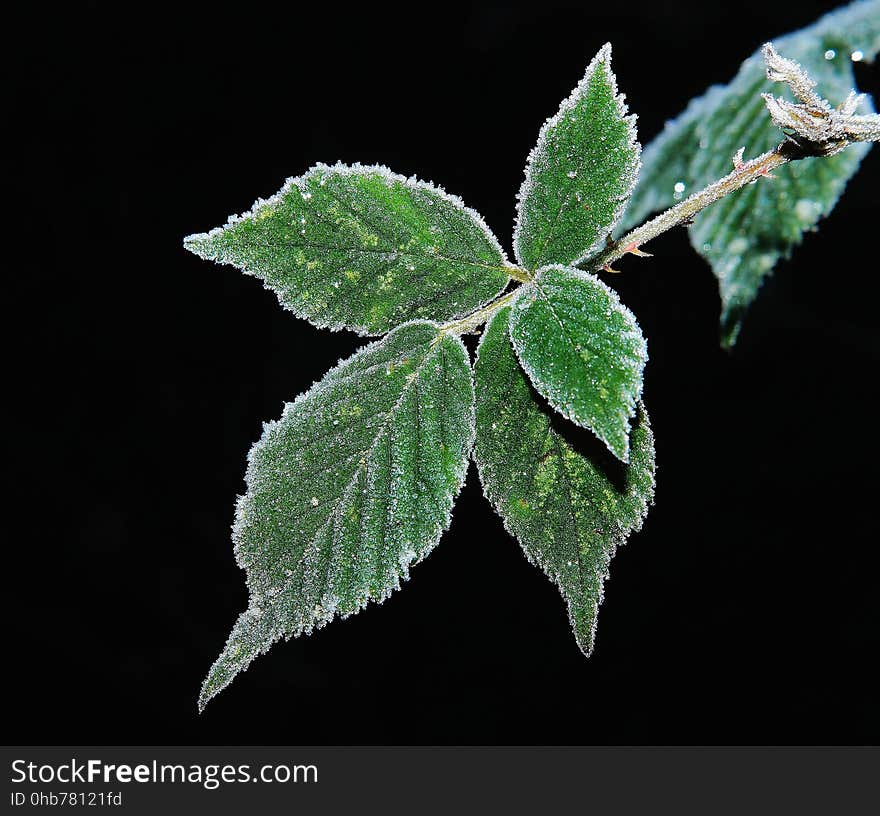 Leaf, Plant, Nettle Family, Subshrub