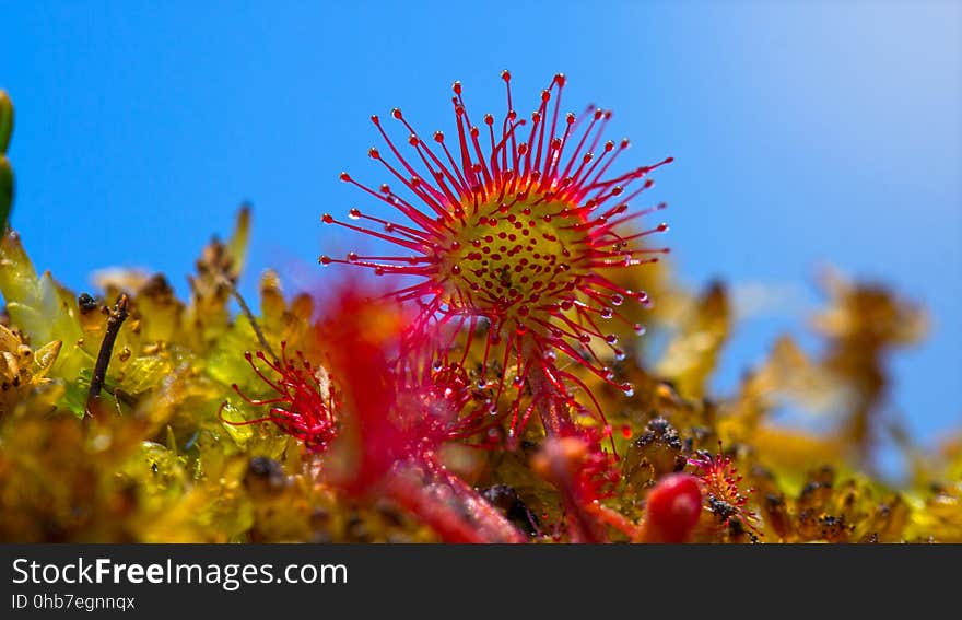 Sky, Vegetation, Flora, Flower