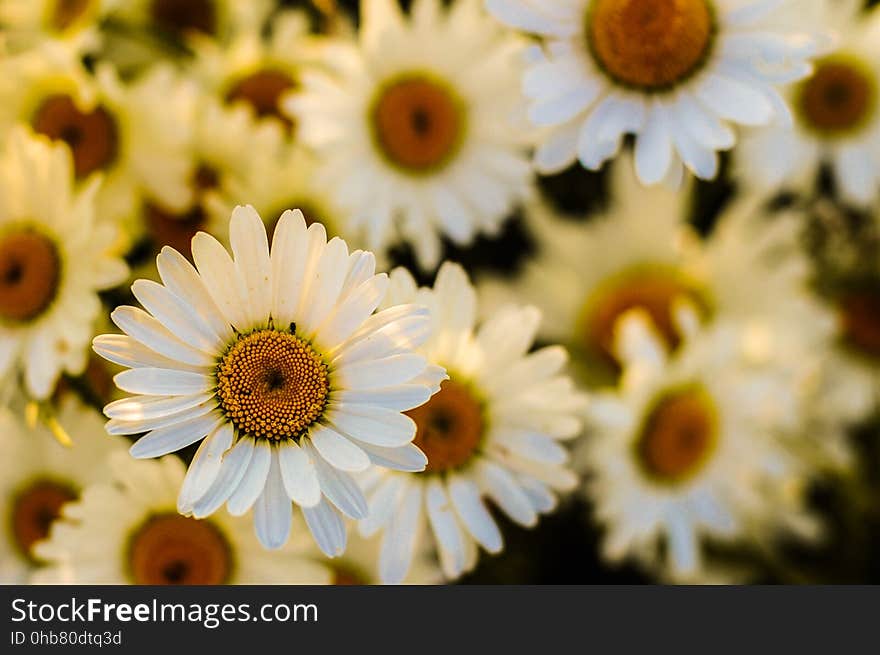 Flower, Yellow, Flowering Plant, Daisy