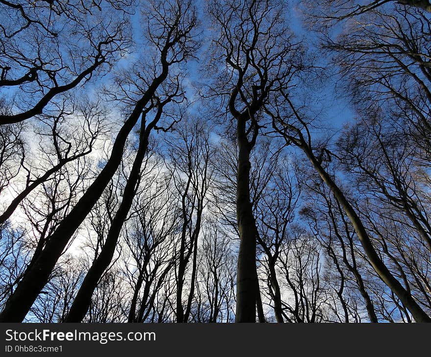 Sky, Tree, Branch, Nature