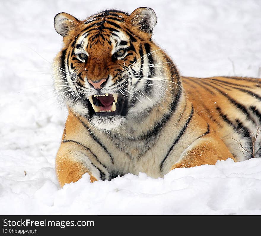 Tiger, Wildlife, Mammal, Whiskers