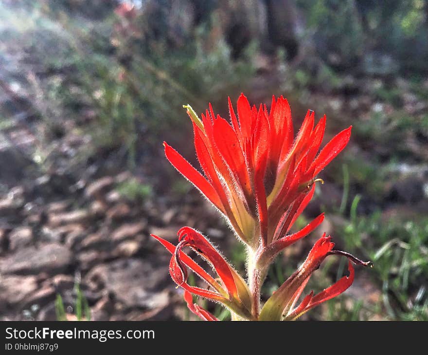 Painted Paintbrush