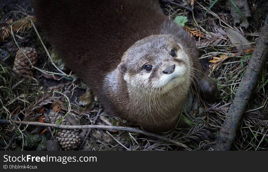 An otter on the ground looking up. An otter on the ground looking up.