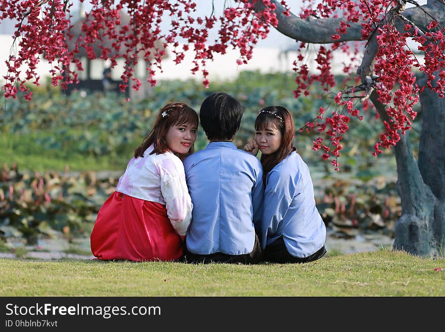 Two Japanese girls posing with one girl sitting either side of a man (face not seen) on the grass under an old tree covered in red blossoms. Two Japanese girls posing with one girl sitting either side of a man (face not seen) on the grass under an old tree covered in red blossoms.