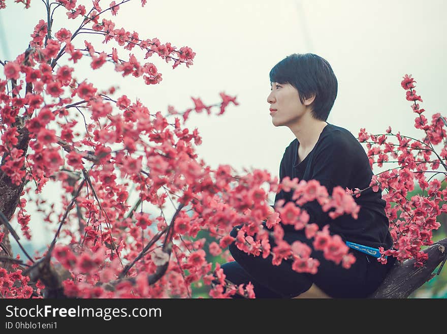 Japanese girl with black hair inspecting the profusion of red blossom on a cherry tree. Japanese girl with black hair inspecting the profusion of red blossom on a cherry tree.