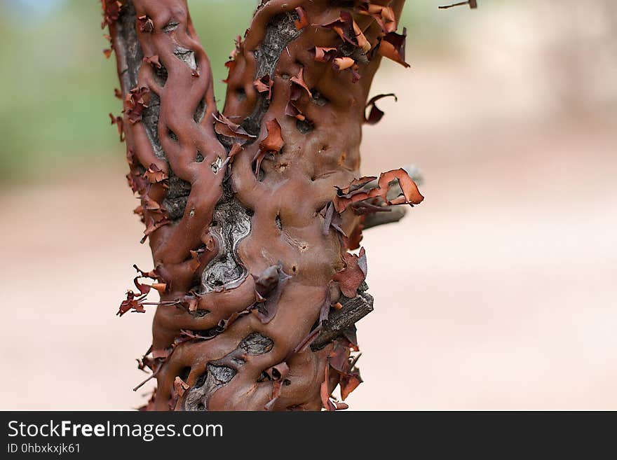 Always enjoy the manzanita texture. This one is in my front yard. Always enjoy the manzanita texture. This one is in my front yard.