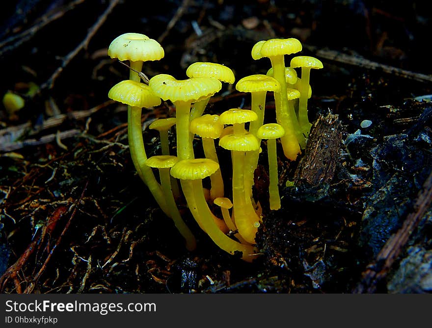 Common name: None Found: Lowland podocarp broad-leaved forest Substrate: Forest floor leaf litter Spore: WhiteHeight: 50 mm Width: 20 mm Season: Early winter Edible: No. Common name: None Found: Lowland podocarp broad-leaved forest Substrate: Forest floor leaf litter Spore: WhiteHeight: 50 mm Width: 20 mm Season: Early winter Edible: No