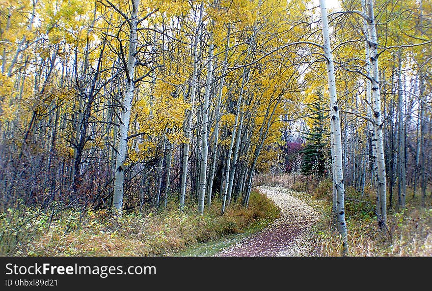 The aspens are all native to cold regions with cool summers, in the north of the Northern Hemisphere, extending south at high altitudes in the mountains. They are all medium-sized deciduous trees reaching 15â€“30 m &#x28;49â€“98 ft&#x29; tall. The aspens are all native to cold regions with cool summers, in the north of the Northern Hemisphere, extending south at high altitudes in the mountains. They are all medium-sized deciduous trees reaching 15â€“30 m &#x28;49â€“98 ft&#x29; tall.