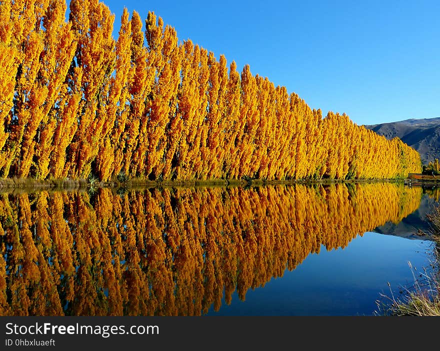 Poplar tree is commonly known as aspen and cottonwood. It belongs to a populus genus that is made of about 35 species of deciduous flowering plants which belong to the family Salicaceae. Poplar trees are native of the Northern Hemishphere. Western Balsam Poplar species was the first tree to have its full DNA code in the year of 2006. Poplar trees can grow anywhere between 15 to 50 meters tall with trunks up to 2.5 meteres in diameter. The bark is smooth usually even when tree gets older. The leaves are spirally arranged and come in different shapes. Small leaves are usually on side shoots while very large leaves are on strong growing lead shoots. The leaves are bright gold in fall. Poplar tree is commonly known as aspen and cottonwood. It belongs to a populus genus that is made of about 35 species of deciduous flowering plants which belong to the family Salicaceae. Poplar trees are native of the Northern Hemishphere. Western Balsam Poplar species was the first tree to have its full DNA code in the year of 2006. Poplar trees can grow anywhere between 15 to 50 meters tall with trunks up to 2.5 meteres in diameter. The bark is smooth usually even when tree gets older. The leaves are spirally arranged and come in different shapes. Small leaves are usually on side shoots while very large leaves are on strong growing lead shoots. The leaves are bright gold in fall.