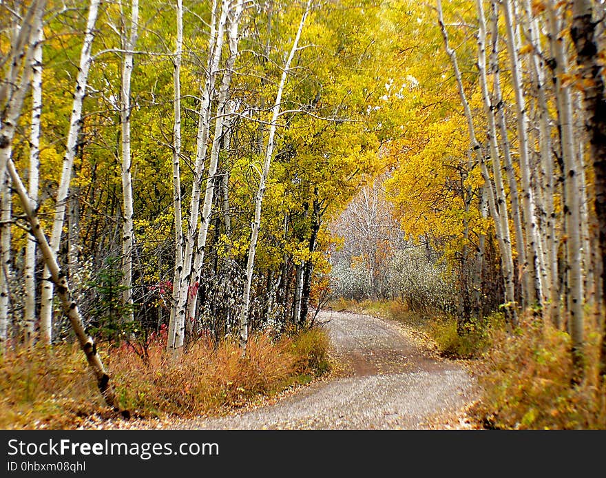 The aspens are all native to cold regions with cool summers, in the north of the Northern Hemisphere, extending south at high altitudes in the mountains. They are all medium-sized deciduous trees reaching 15â€“30 m &#x28;49â€“98 ft&#x29; tall. The aspens are all native to cold regions with cool summers, in the north of the Northern Hemisphere, extending south at high altitudes in the mountains. They are all medium-sized deciduous trees reaching 15â€“30 m &#x28;49â€“98 ft&#x29; tall.