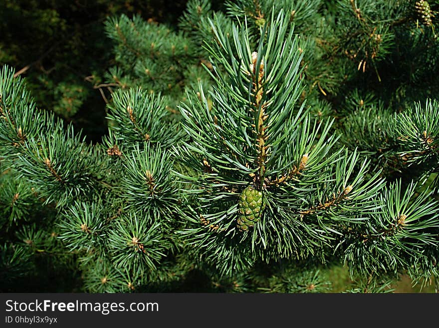 Tree, Spruce, Ecosystem, Pine Family