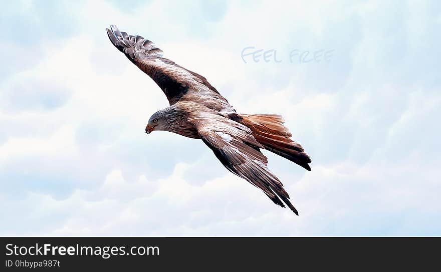 Bird, Fauna, Accipitriformes, Bird Of Prey