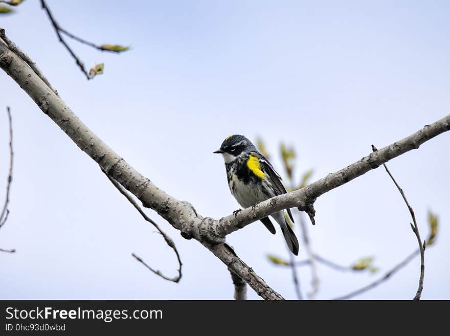 Oiseau &#x28;Paruline Ã€ Croupion Jaune&#x29; 080