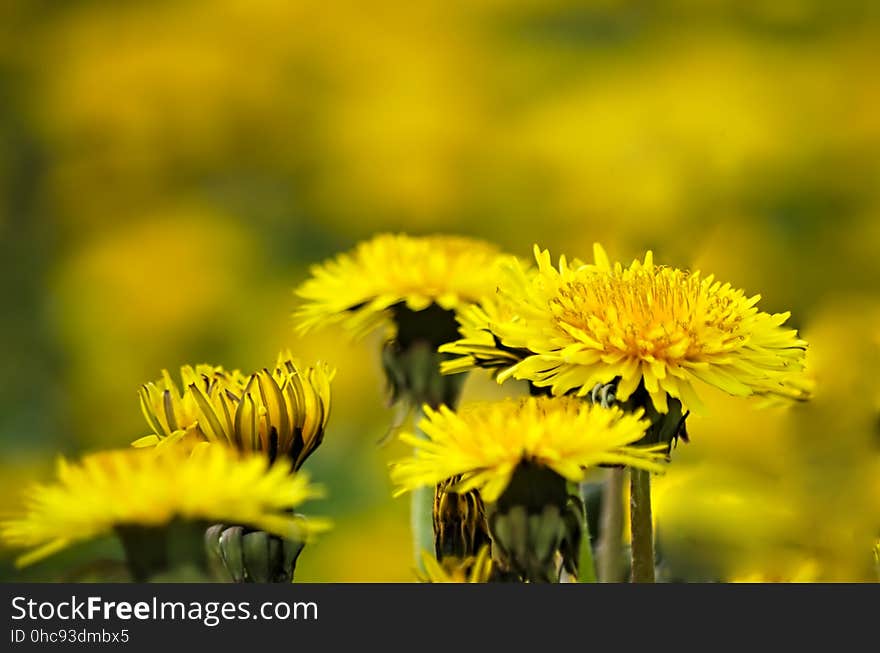 In the absence of barley, dandelions will have to do. &#x22;...as we walk in the fields of gold&#x22;