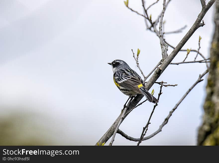 Oiseau &#x28;Paruline Ã€ Croupion Jaune&#x29; 093