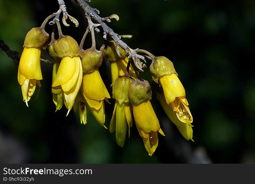 Kōwhai are small, woody legume trees in the genus Sophora native to New Zealand. There are eight species, Sophora microphylla and S. tetraptera being the most recognised as large trees. Their natural habitat is beside streams and on the edges of forest, in lowland or mountain open areas. Kōwhai trees grow throughout the country and are a common feature in New Zealand gardens. Outside of New Zealand, kōwhai tend to be restricted to mild temperate maritime climates. The word kōwhai is also used in the Māori language as a colour term, because of the yellow colour of the flowers. Despite having no official status as such, the blooms of the kōwhai are widely regarded as being New Zealand&#x27;s national flower. Kōwhai are small, woody legume trees in the genus Sophora native to New Zealand. There are eight species, Sophora microphylla and S. tetraptera being the most recognised as large trees. Their natural habitat is beside streams and on the edges of forest, in lowland or mountain open areas. Kōwhai trees grow throughout the country and are a common feature in New Zealand gardens. Outside of New Zealand, kōwhai tend to be restricted to mild temperate maritime climates. The word kōwhai is also used in the Māori language as a colour term, because of the yellow colour of the flowers. Despite having no official status as such, the blooms of the kōwhai are widely regarded as being New Zealand&#x27;s national flower