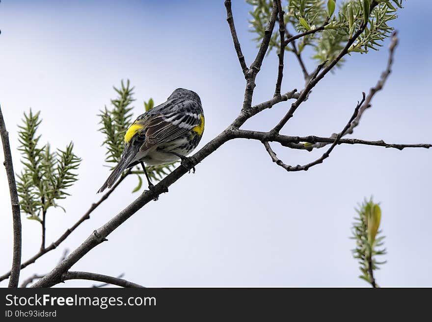 Oiseau &#x28;Paruline Ã€ Croupion Jaune&#x29; 120