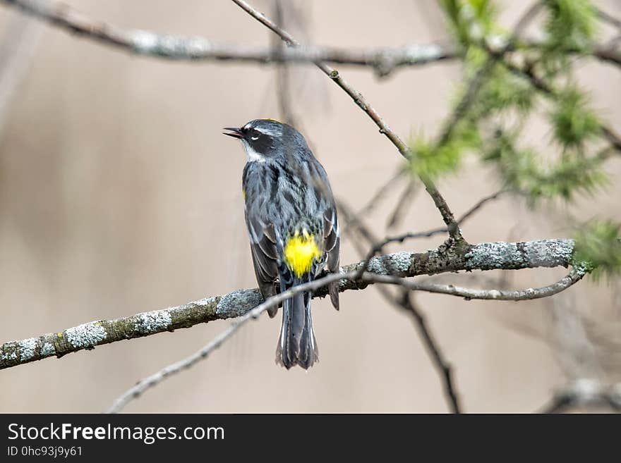 Oiseau &#x28;Paruline Ã€ Croupion Jaune&#x29; 112