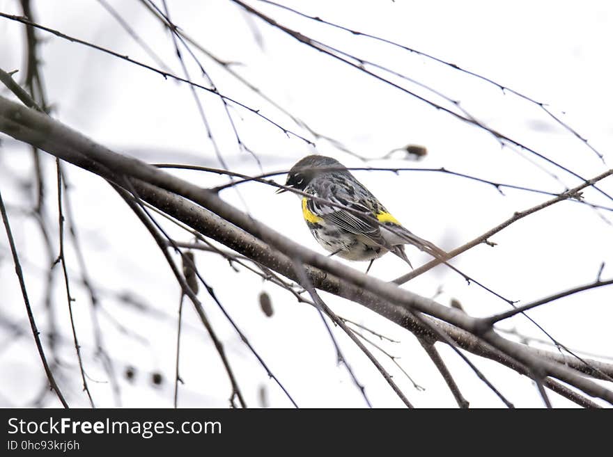 Oiseau &#x28;Paruline Ã€ Croupion Jaune&#x29; 059