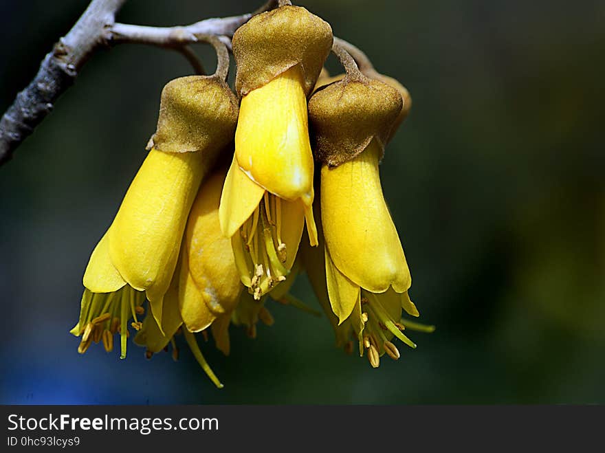 KÅwhai are small, woody legume trees in the genus Sophora native to New Zealand. There are eight species, Sophora microphylla and S. tetraptera being the most recognised as large trees. Their natural habitat is beside streams and on the edges of forest, in lowland or mountain open areas.[1] KÅwhai trees grow throughout the country and are a common feature in New Zealand gardens. Outside of New Zealand, kÅwhai tend to be restricted to mild temperate maritime climates. The name kÅwhai comes from the MÄori word for yellowâ€”a reference to the colour of the flower. KÅwhai are small, woody legume trees in the genus Sophora native to New Zealand. There are eight species, Sophora microphylla and S. tetraptera being the most recognised as large trees. Their natural habitat is beside streams and on the edges of forest, in lowland or mountain open areas.[1] KÅwhai trees grow throughout the country and are a common feature in New Zealand gardens. Outside of New Zealand, kÅwhai tend to be restricted to mild temperate maritime climates. The name kÅwhai comes from the MÄori word for yellowâ€”a reference to the colour of the flower