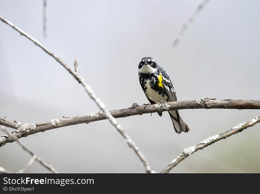 Oiseau &#x28;Paruline Ã€ Croupion Jaune&#x29; 110