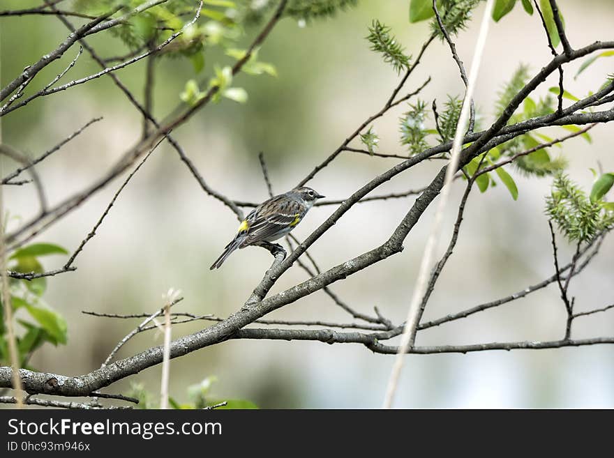 Oiseau &#x28;Paruline Ã€ Croupion Jaune&#x29; 149