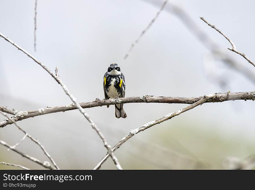 Oiseau &#x28;Paruline À Croupion Jaune&#x29; 108