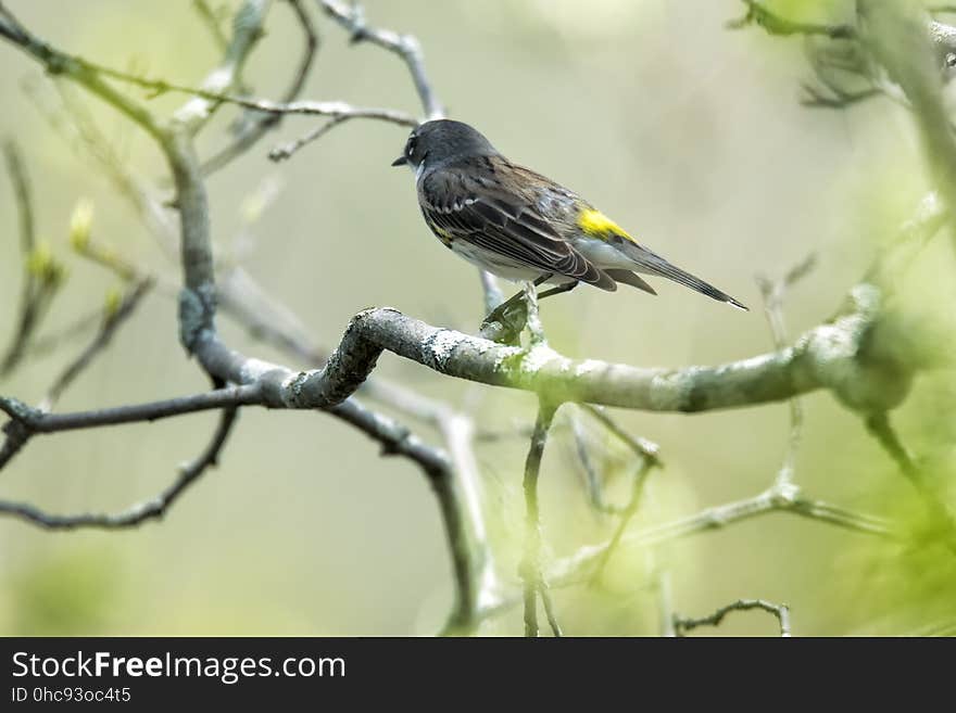 Oiseau &#x28;Paruline Ã€ Croupion Jaune&#x29; 141