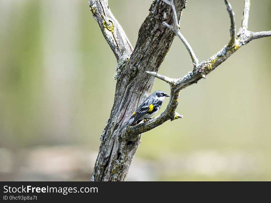 Oiseau &#x28;Paruline Ã€ Croupion Jaune&#x29; 087