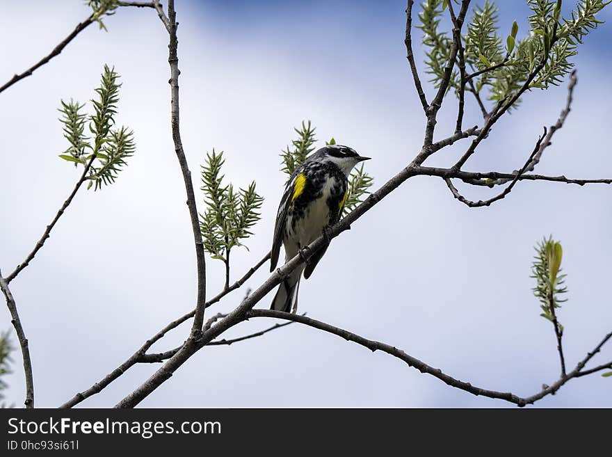 Oiseau &#x28;Paruline Ã€ Croupion Jaune&#x29; 114