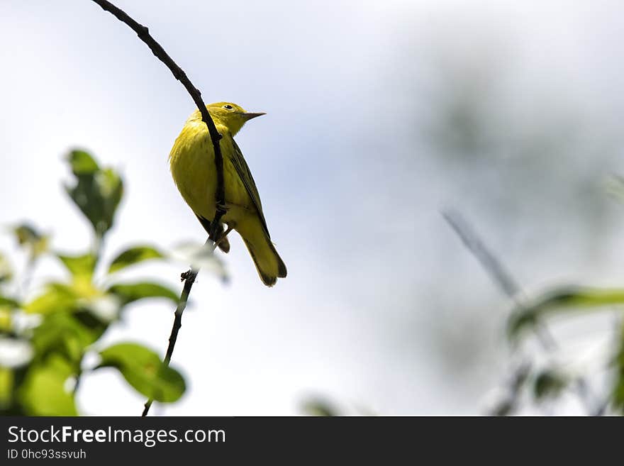 Oiseau &#x28;Paruline Jaune&#x29; 103