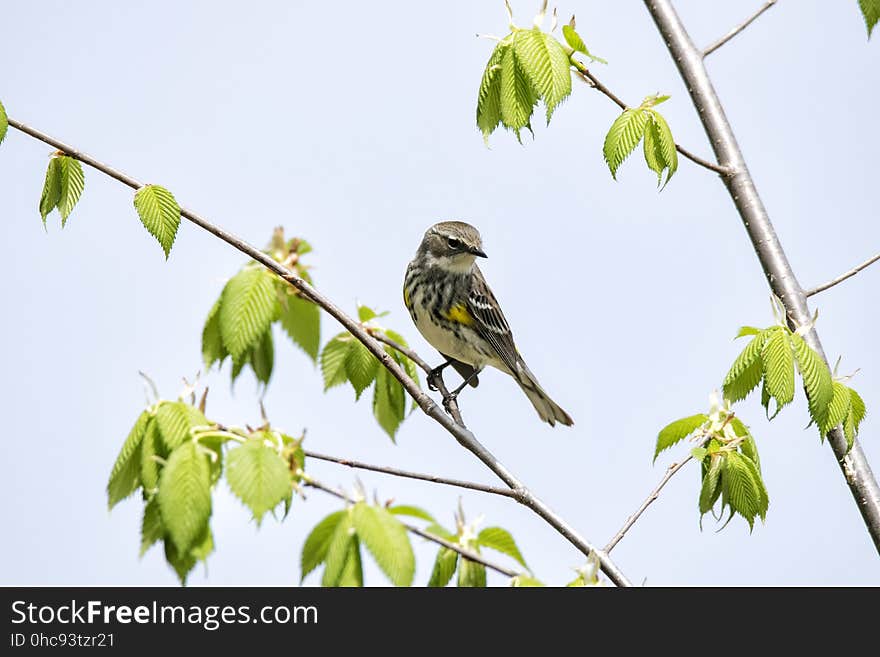 Oiseau &#x28;Paruline Ã€ Croupion Jaune&#x29; 145