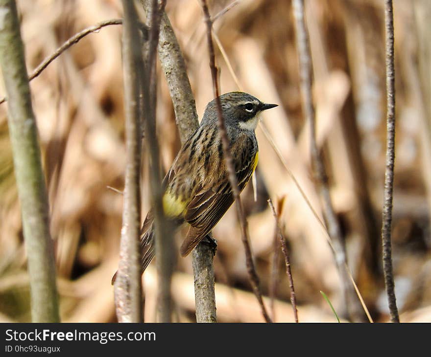 Oiseau &#x28;Paruline Ã€ Croupion Jaune&#x29; 077