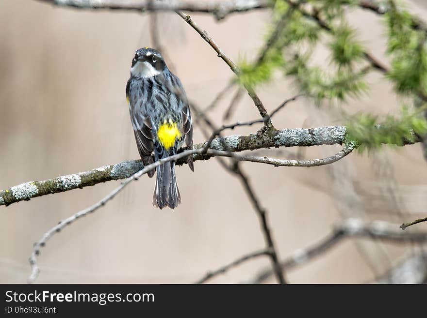 Oiseau &#x28;Paruline Ã€ Croupion Jaune&#x29; 111