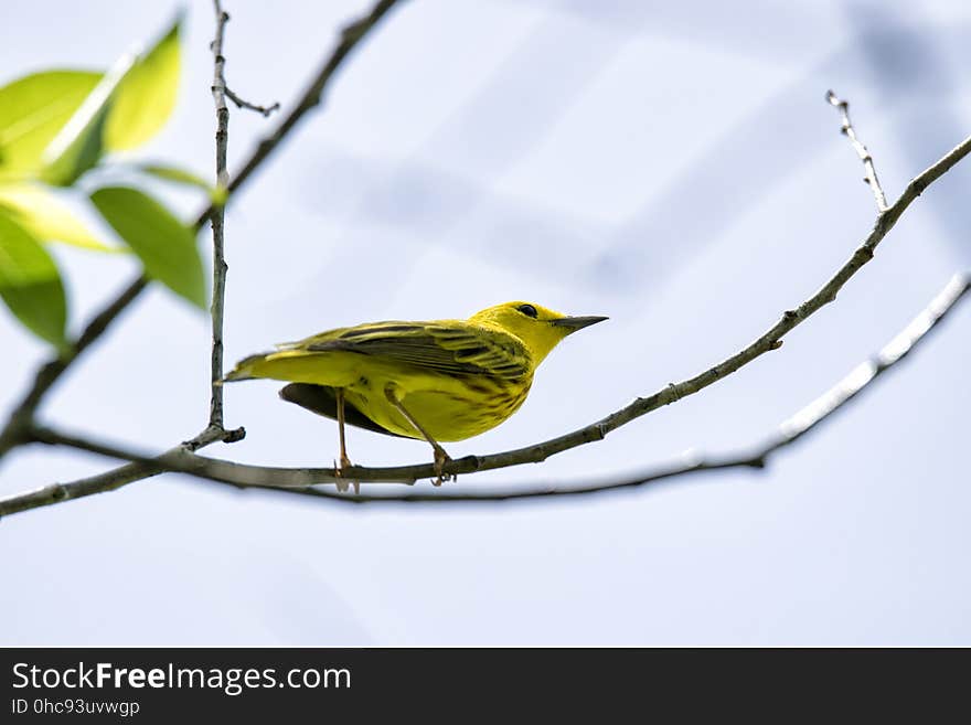 Oiseau &#x28;Paruline Jaune&#x29; 107