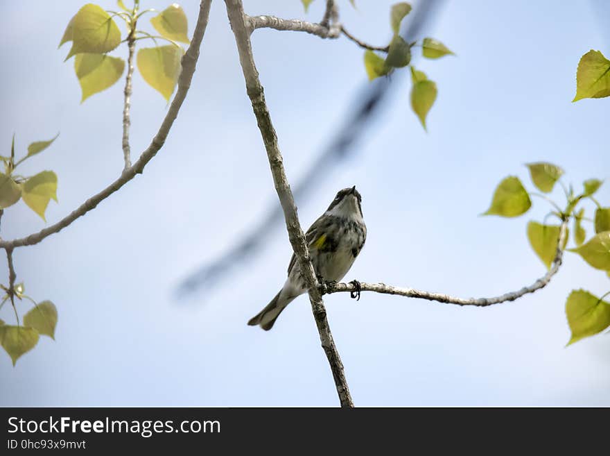 Oiseau &#x28;Paruline Ã€ Croupion Jaune&#x29; 136