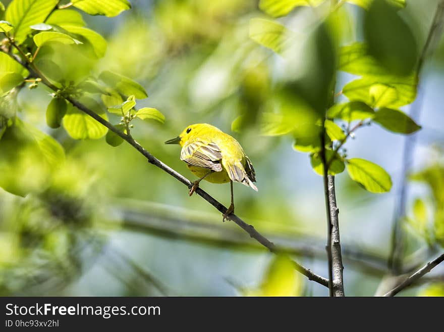 Oiseau &#x28;Paruline Jaune&#x29; 105