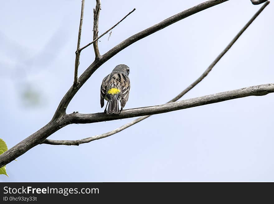 Oiseau &#x28;Paruline Ã€ Croupion Jaune&#x29; 161